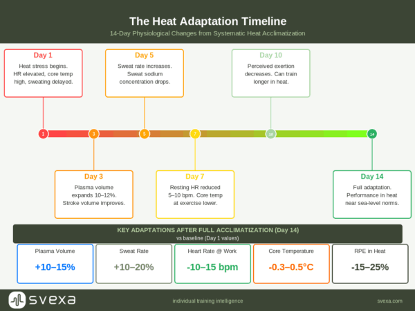 heat adaptation
